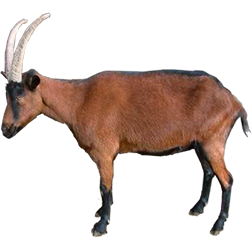 Oberhasli Goat